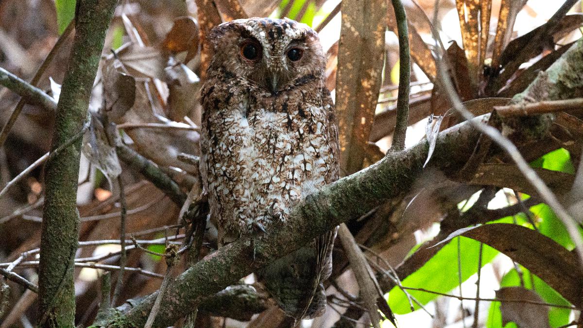 Could Rediscovery of Rare Owl Be a Hopeful Sign for Other ‘Lost Birds’?