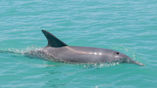 Marine Heat Waves Could Threaten Dolphin Survival, Study Suggests