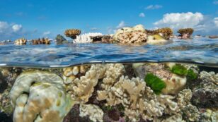 ‘The Great Barrier Reef is on a Knife Edge’: Reef Faces Third Major Bleaching Event in Five Years