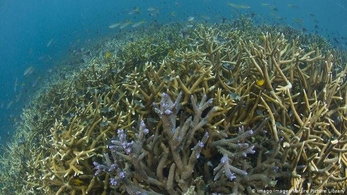 Australia Downgrades Great Barrier Reef Outlook to 'Very Poor' - EcoWatch