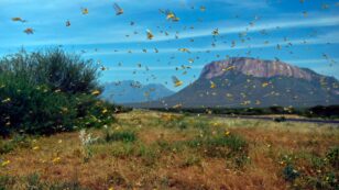 Worst Locust Swarm to Hit East Africa in Decades Linked to Climate Crisis
