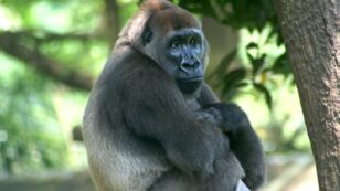 Nigerian Radio Program Is Encouraging Locals to Embrace Gorilla Conservation