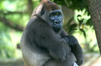 Nigerian Radio Program Is Encouraging Locals to Embrace Gorilla Conservation