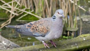 Turtle Doves: Bringing Back the UK’s Fastest Declining Bird