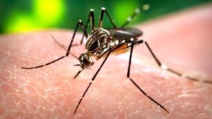 Climate Change Linked to Spread of Zika Virus