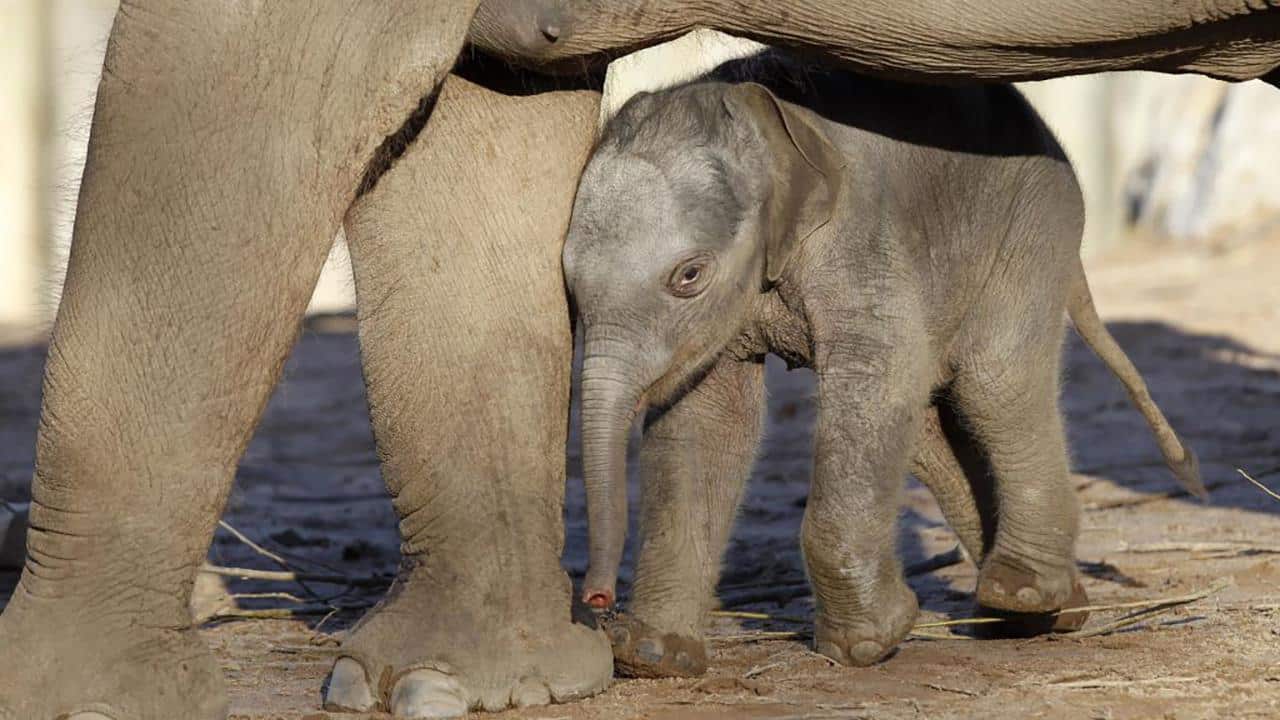three-day-old Asian Elephant at zoo with elephant mom