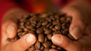 Climate Change Could Cut Coffee Production by 50%