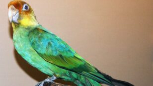 Humans to Blame for Extinction of Only Parrot Native to U.S., Study Finds