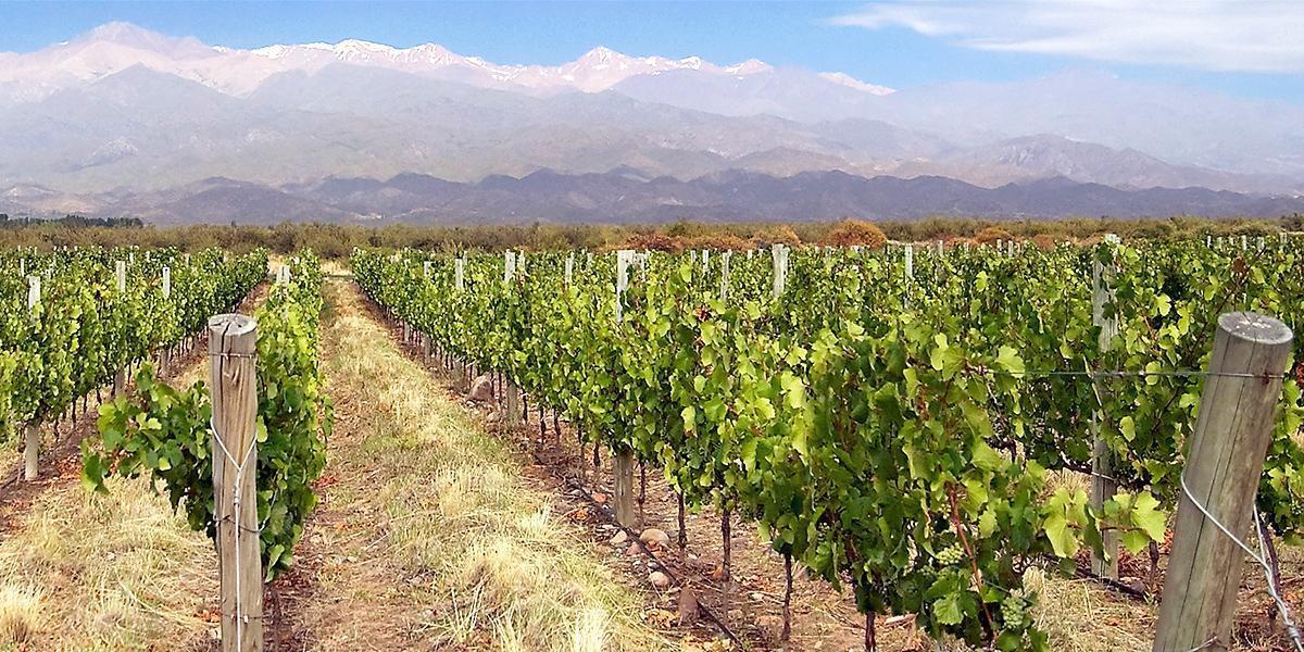 Anything But the Wine! Climate Change Takes Its Toll on Grapes