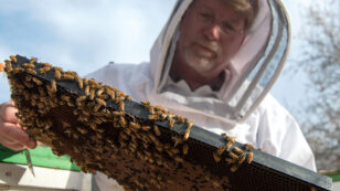 Trump’s USDA Suspends Honeybee Survey