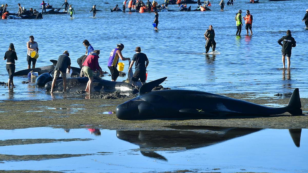 Volunteers Form Human Chain in Tireless Effort to Save Beached Whales in New Zealand