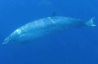 Scientists Spot Beaked Whale Believed to Be New Species