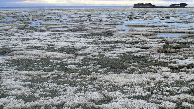 Only 1% of Japan’s Largest Reef Still Healthy After Historic Bleaching Catastrophe