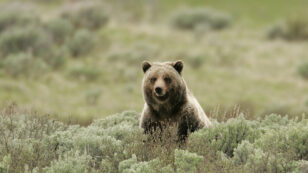 Wyoming Proposes Grizzly Bear Hunt for First Time in Four Decades