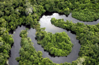 Scientists Form Panel in Attempt to Save the Amazon