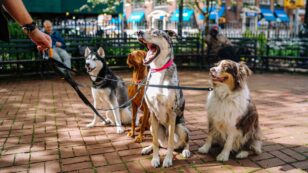 10,000 Dogs Needed for a Study on Canine and Human Aging