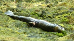 23 Million Salmon Dead Due to Toxic Algal Bloom in Chile