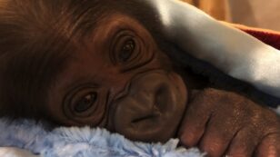 Critically Endangered Gorilla Gives Birth at Florida Zoo