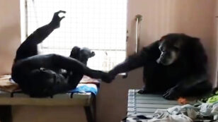 Rescued Chimp Who Lived Alone for 18 Years Won’t Stop Holding Hands With New Friend