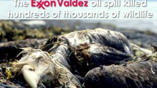 Remembering Exxon Valdez: Obama Should Cancel Leases in Gulf and Arctic