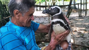 Penguin Swims 5,000 Miles Each Year to Visit the Man Who Rescued Him