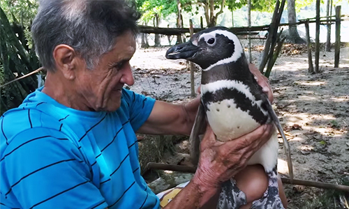 Penguin Swims 5,000 Miles Each Year to Visit the Man Who Rescued Him