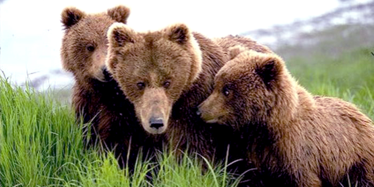 House Passes NRA-Backed Bill Legalizing the Killing of Bear Cubs in Wildlife Refuges