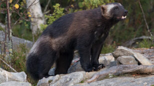 Road to Nowhere: Highways Pose Existential Threat to Wolverines