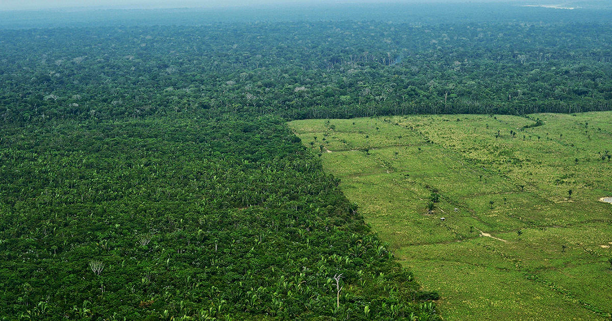 Deforestation Rate Hits 3 Football Fields Per Minute, Data