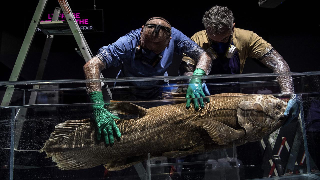 ​Taxidermists install a coelacanth