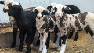 World’s First ‘Spotty Dog’ and Cow-Like Sheep Created Using Gene Editing
