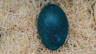 Scientists Discover First-of-Its-Kind Extinct Dwarf Emu Egg in a Sand Dune