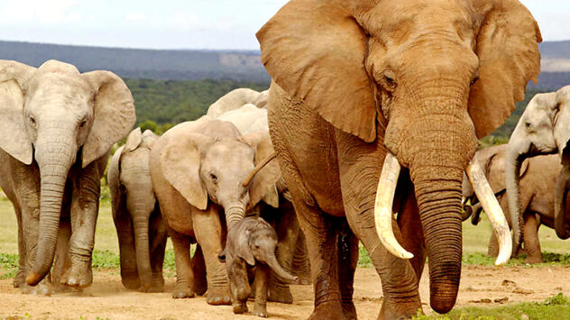 Victory: China to Ban Ivory Trade by End of 2017