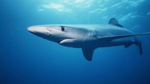 Blue Sharks Are True Globalists, Tagging Data Shows