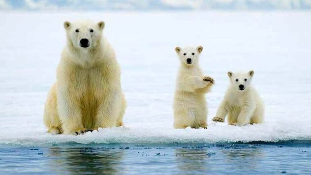 No Safe Haven for Polar Bears in Warming Arctic