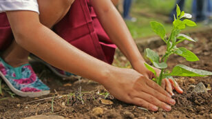 11 Reasons Why You Should Plant a Tree for Arbor Day