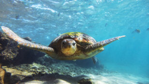 Green Turtles Are Mistaking Plastic for the Sea Grass They Normally Eat