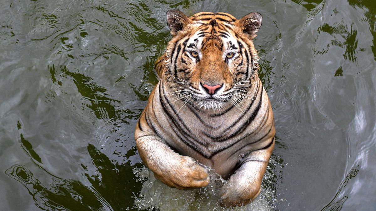 Serial Tiger Poacher Caught in Bangladesh After 20-Year Search - EcoWatch