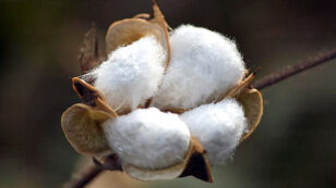 Report: Monsanto May Leave India After Losing GMO Cotton Patent