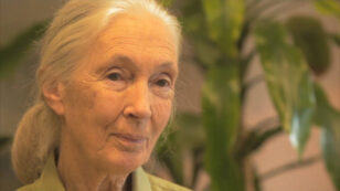Jane Goodall’s Vision for the Future