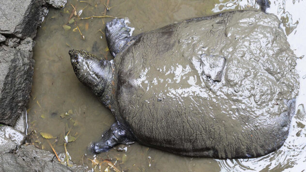 Last Known Female of Endangered Turtle Species Dies