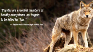 Hunters Compete to Kill as Many Coyotes as Possible From Sunup to Sundown