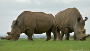 ‘Hopeful’ Scientists Create Nearly Extinct Northern White Rhino Embryo