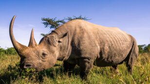 Hopeful Increase of Black Rhino Population in Africa