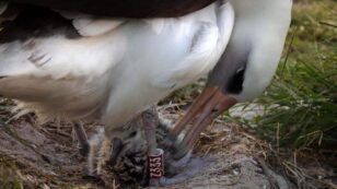 World’s Oldest Known Bird Gives Birth to New Chick on Midway Atoll