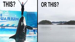What Freedom Could Look Like for SeaWorld’s Killer Whales