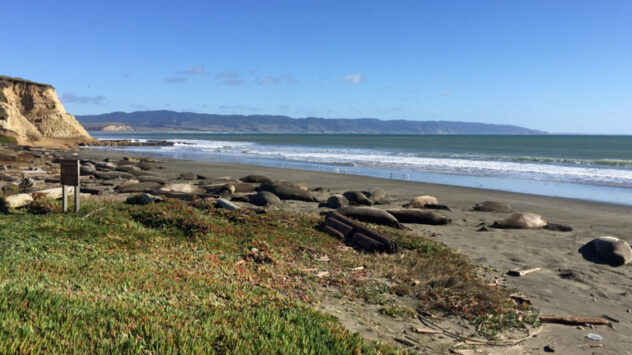 Seals Reclaim California Beach During Shutdown