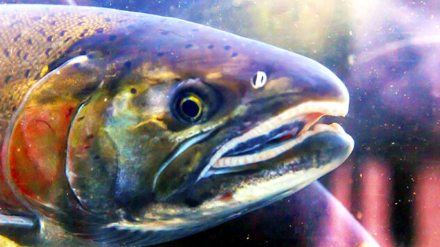 Judge to FDA: Agency Must Pull Aside Curtain on GE Salmon