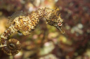 Seahorses Extinction Assessment Reveals Threatened Species and Knowledge Gaps