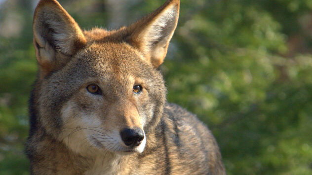 Senate Republicans Push for Extinction of North Carolina’s Red Wolf
